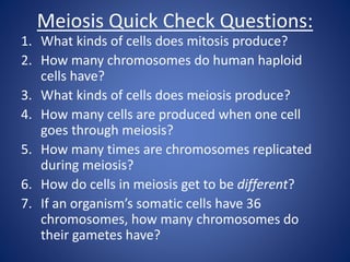 Meiosis Quick Check Questions:
1. What kinds of cells does mitosis produce?
2. How many chromosomes do human haploid
cells have?
3. What kinds of cells does meiosis produce?
4. How many cells are produced when one cell
goes through meiosis?
5. How many times are chromosomes replicated
during meiosis?
6. How do cells in meiosis get to be different?
7. If an organism’s somatic cells have 36
chromosomes, how many chromosomes do
their gametes have?
 