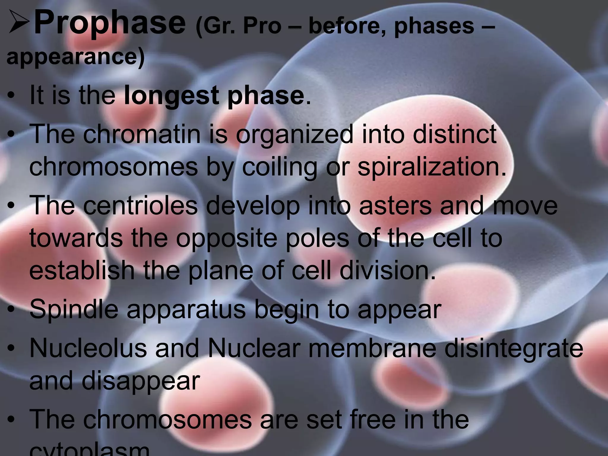 Prophase (Gr. Pro – before, phases –
appearance)
• It is the longest phase.
• The chromatin is organized into distinct
chromosomes by coiling or spiralization.
• The centrioles develop into asters and move
towards the opposite poles of the cell to
establish the plane of cell division.
• Spindle apparatus begin to appear
• Nucleolus and Nuclear membrane disintegrate
and disappear
• The chromosomes are set free in the
 