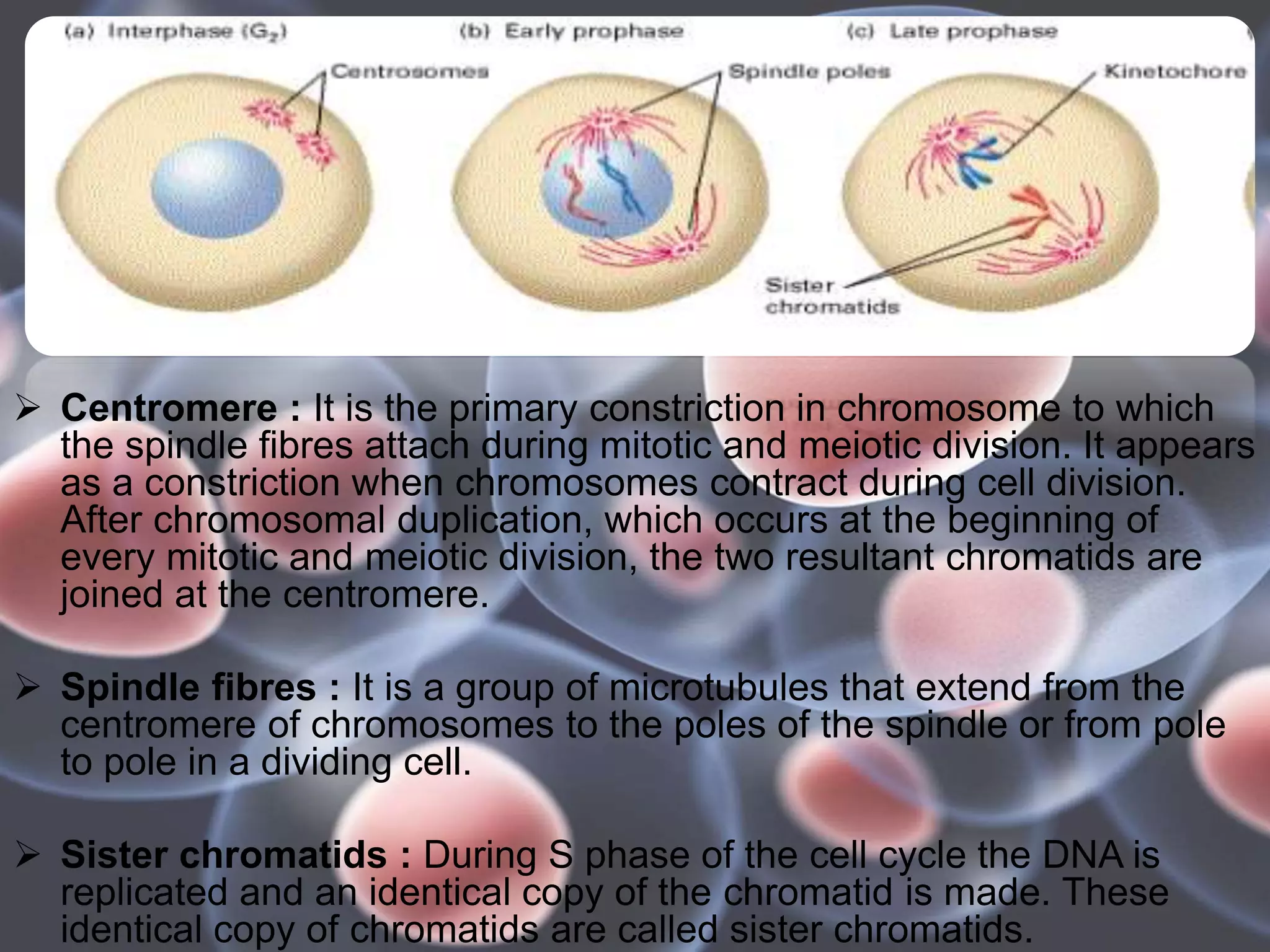  Centromere : It is the primary constriction in chromosome to which
the spindle fibres attach during mitotic and meiotic division. It appears
as a constriction when chromosomes contract during cell division.
After chromosomal duplication, which occurs at the beginning of
every mitotic and meiotic division, the two resultant chromatids are
joined at the centromere.
 Spindle fibres : It is a group of microtubules that extend from the
centromere of chromosomes to the poles of the spindle or from pole
to pole in a dividing cell.
 Sister chromatids : During S phase of the cell cycle the DNA is
replicated and an identical copy of the chromatid is made. These
identical copy of chromatids are called sister chromatids.
 