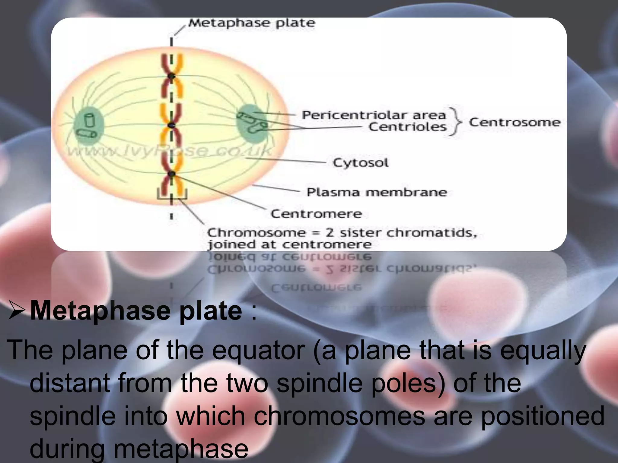 Metaphase plate :
The plane of the equator (a plane that is equally
distant from the two spindle poles) of the
spindle into which chromosomes are positioned
during metaphase
 