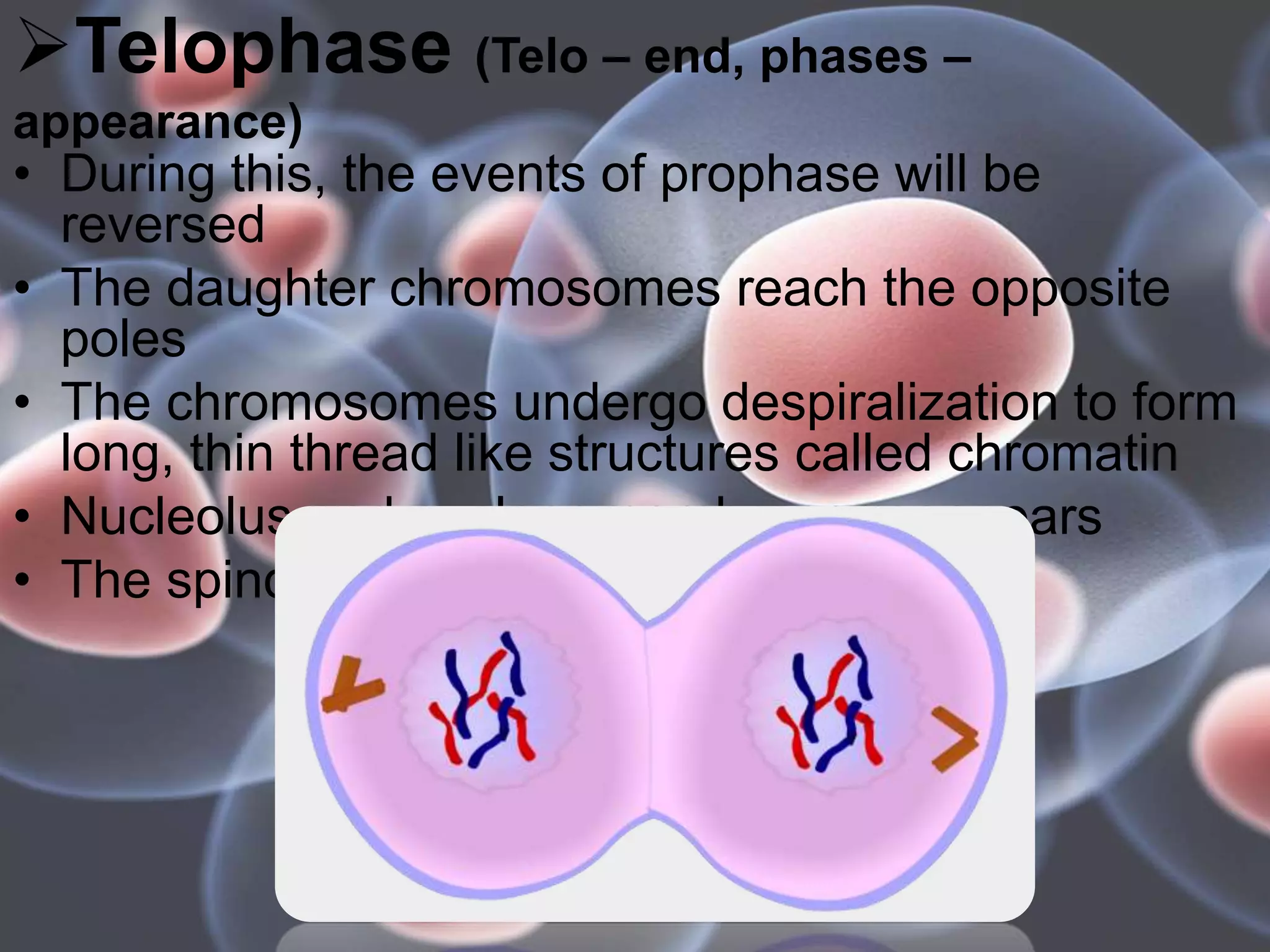 Telophase (Telo – end, phases –
appearance)
• During this, the events of prophase will be
reversed
• The daughter chromosomes reach the opposite
poles
• The chromosomes undergo despiralization to form
long, thin thread like structures called chromatin
• Nucleolus and nuclear membrane reappears
• The spindle fibres disappear
 