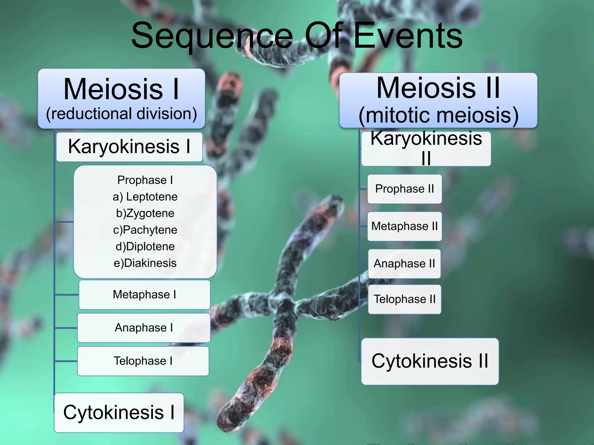 Sequence Of Events
Meiosis I
(reductional division)
Karyokinesis I
Prophase I
a) Leptotene
b)Zygotene
c)Pachytene
d)Diplotene
e)Diakinesis
Metaphase I
Anaphase I
Telophase I
Cytokinesis I
Meiosis II
(mitotic meiosis)
Karyokinesis
II
Prophase II
Metaphase II
Anaphase II
Telophase II
Cytokinesis II
 