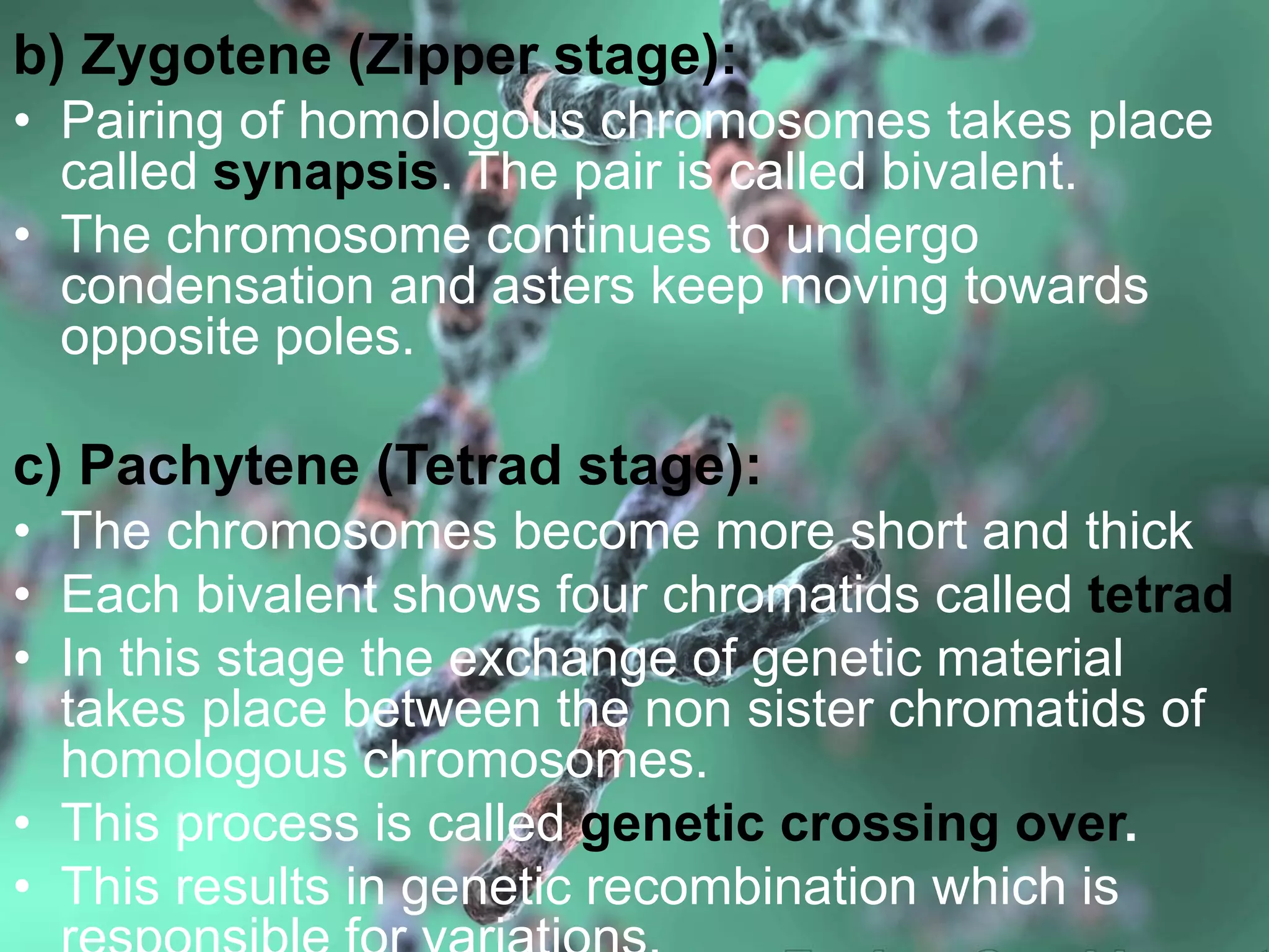 b) Zygotene (Zipper stage):
• Pairing of homologous chromosomes takes place
called synapsis. The pair is called bivalent.
• The chromosome continues to undergo
condensation and asters keep moving towards
opposite poles.
c) Pachytene (Tetrad stage):
• The chromosomes become more short and thick
• Each bivalent shows four chromatids called tetrad
• In this stage the exchange of genetic material
takes place between the non sister chromatids of
homologous chromosomes.
• This process is called genetic crossing over.
• This results in genetic recombination which is
 