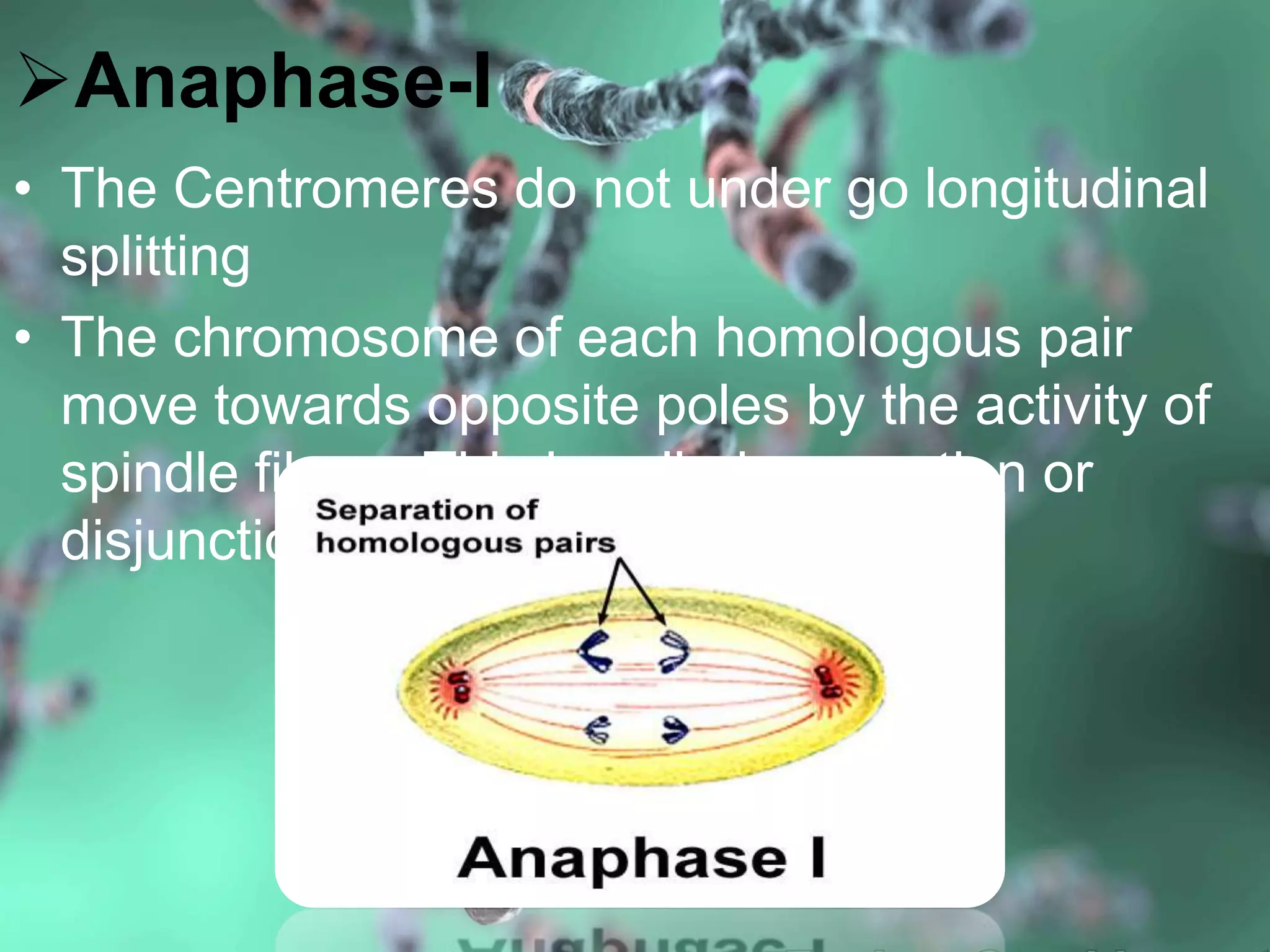 Anaphase-I
• The Centromeres do not under go longitudinal
splitting
• The chromosome of each homologous pair
move towards opposite poles by the activity of
spindle fibres. This is called separation or
disjunction of chromosomes.
 