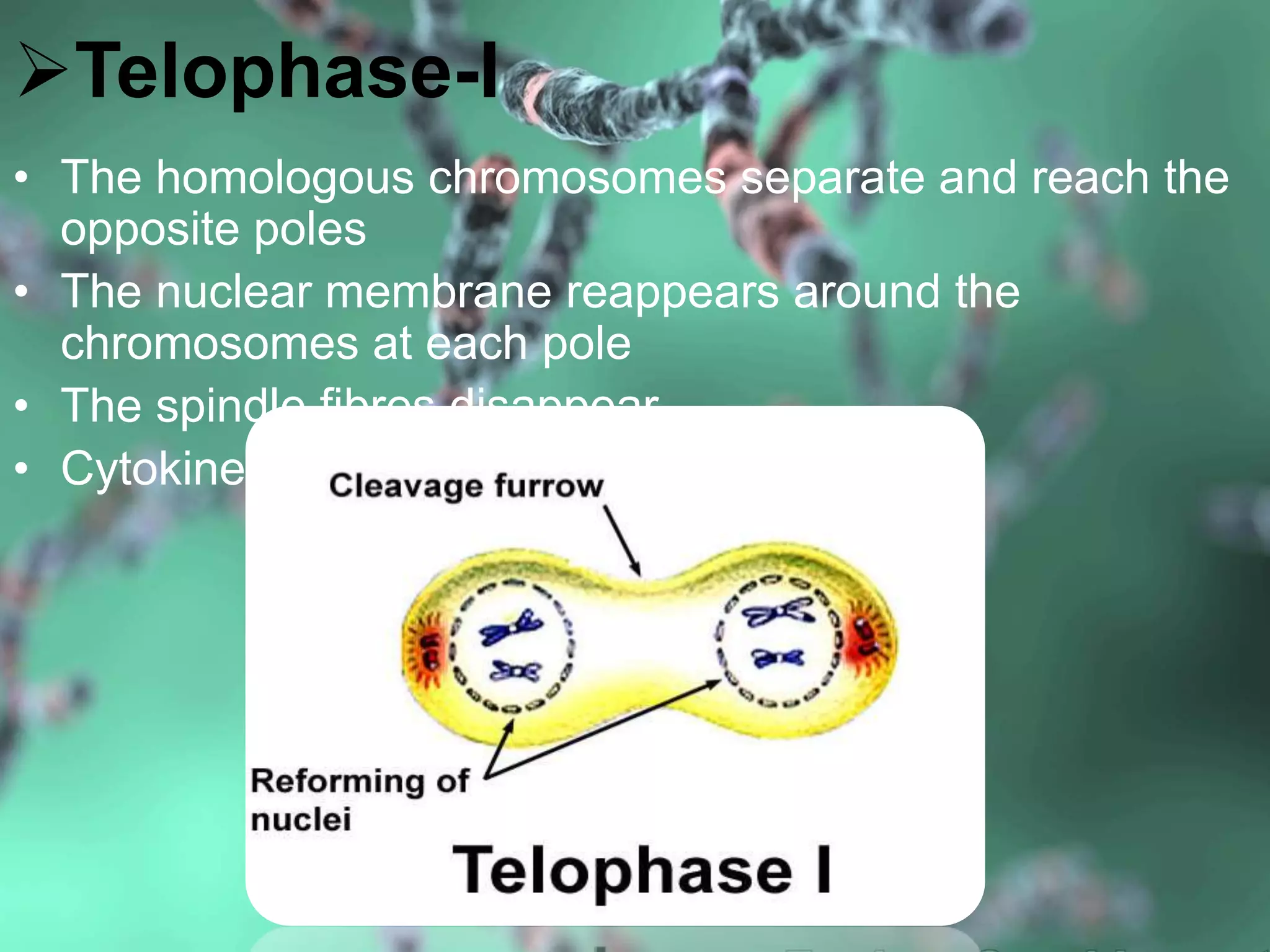 Telophase-I
• The homologous chromosomes separate and reach the
opposite poles
• The nuclear membrane reappears around the
chromosomes at each pole
• The spindle fibres disappear
• Cytokinesis occurs
 