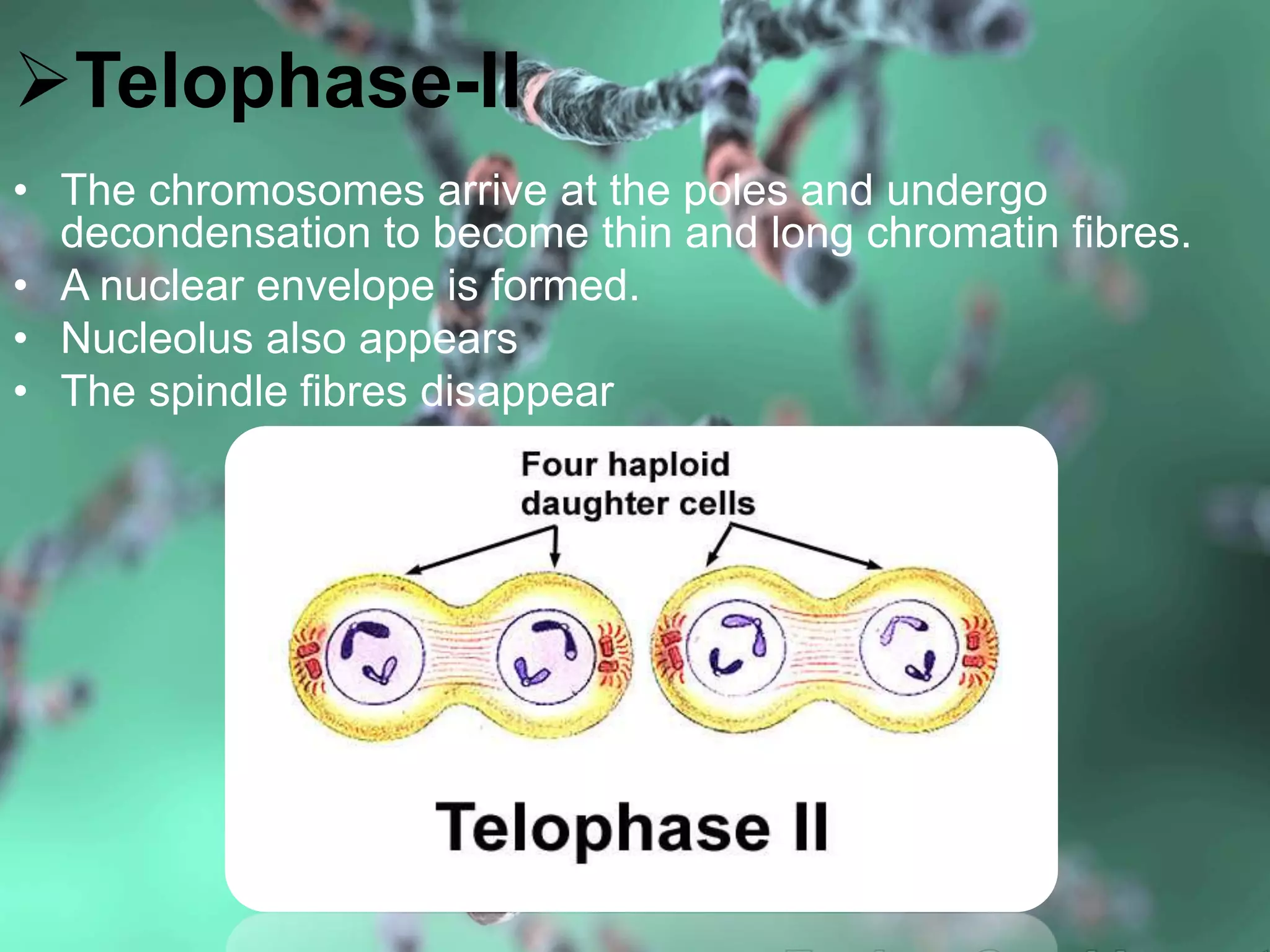 Telophase-II
• The chromosomes arrive at the poles and undergo
decondensation to become thin and long chromatin fibres.
• A nuclear envelope is formed.
• Nucleolus also appears
• The spindle fibres disappear
 