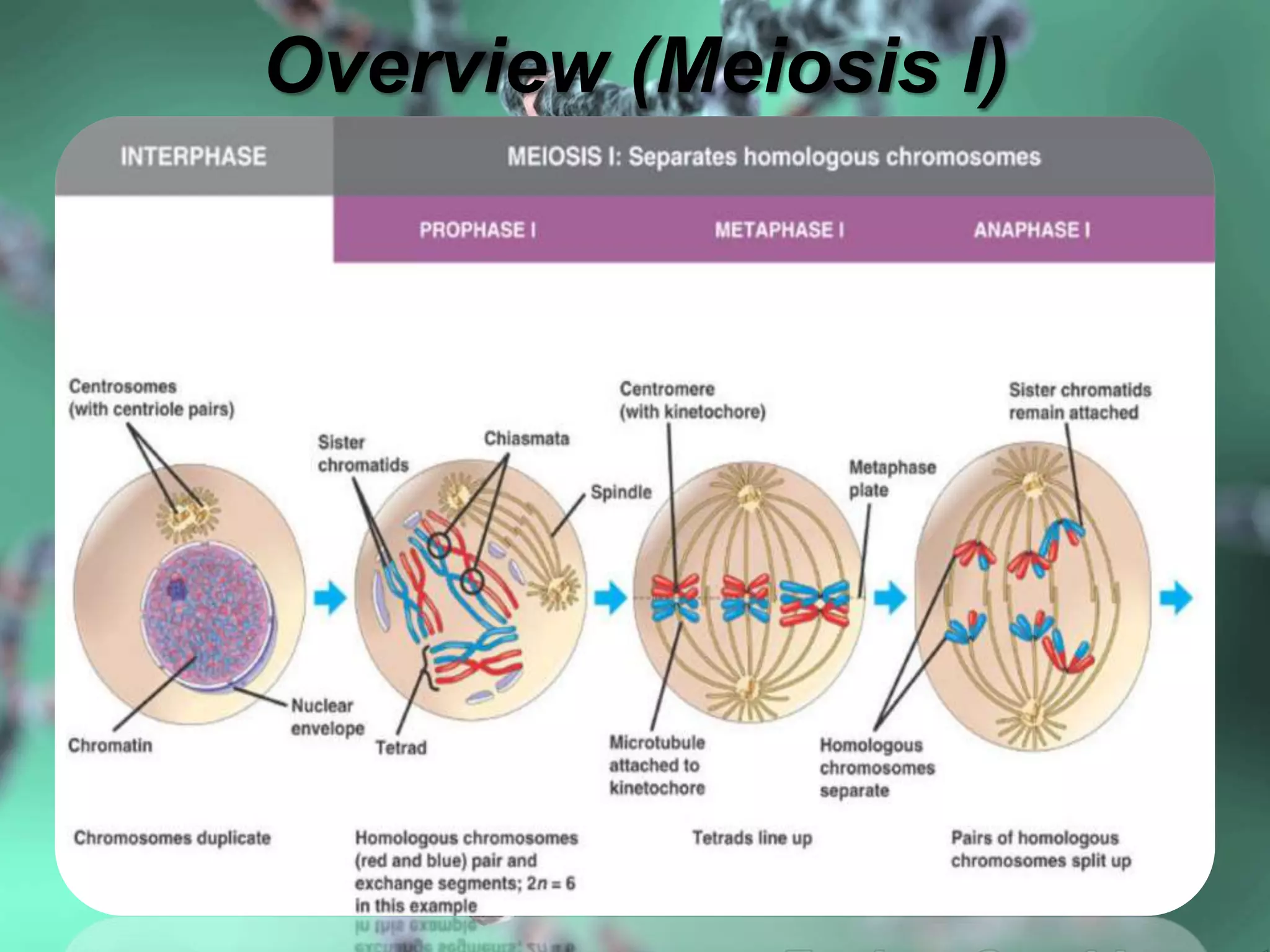 Overview (Meiosis I)
 