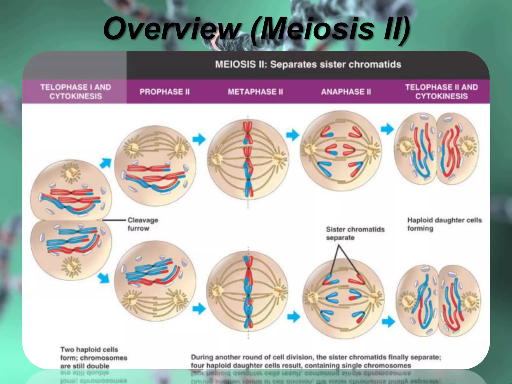 Overview (Meiosis II)
 