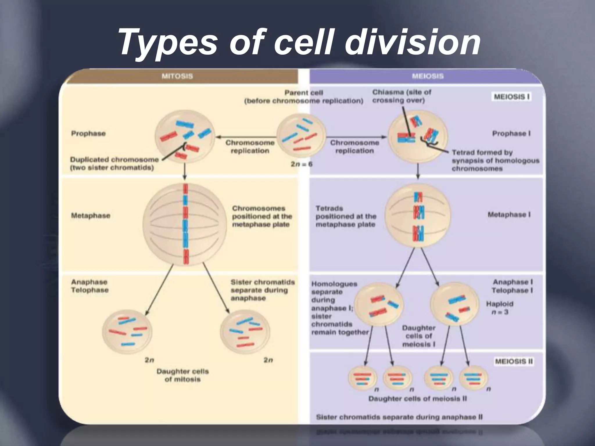 Types of cell division
 