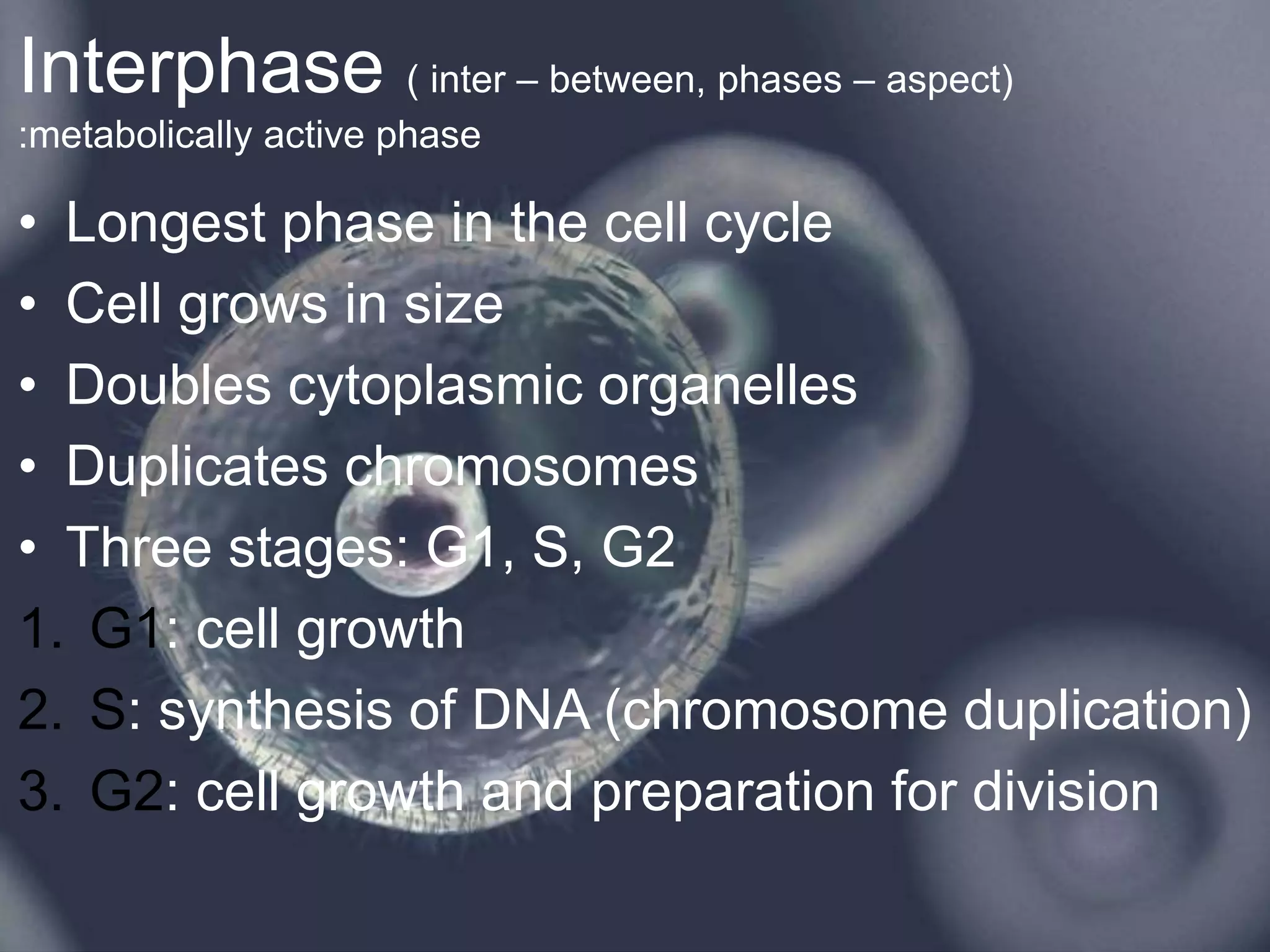 Interphase ( inter – between, phases – aspect)
:metabolically active phase
• Longest phase in the cell cycle
• Cell grows in size
• Doubles cytoplasmic organelles
• Duplicates chromosomes
• Three stages: G1, S, G2
1. G1: cell growth
2. S: synthesis of DNA (chromosome duplication)
3. G2: cell growth and preparation for division
 