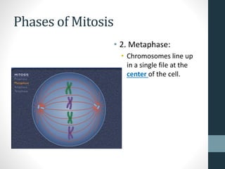 Cell Division Notes. Meiosis and mitosis | PDF