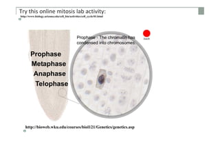 Cell division p [compatibility mode]