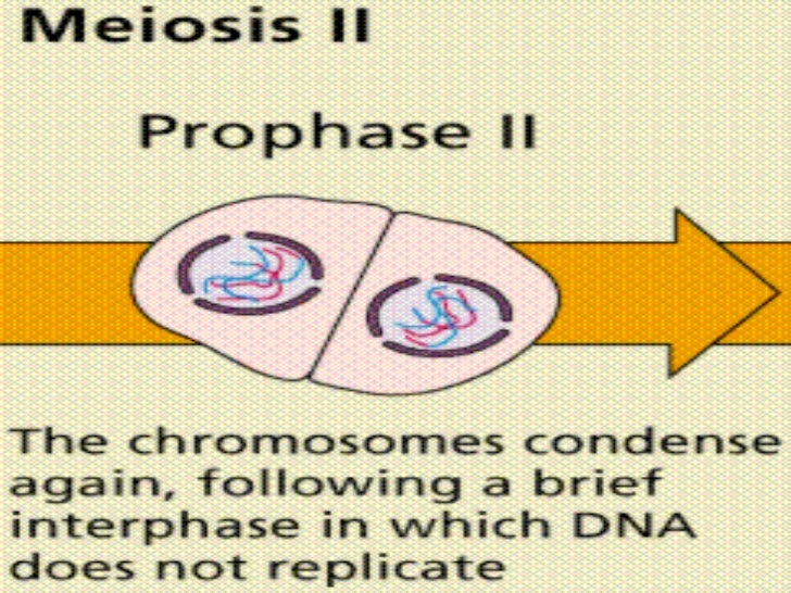 Cell Division Presentation