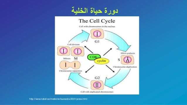 Cell Divisions