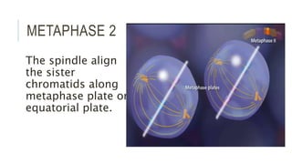 Cell division steven calma | PPTX