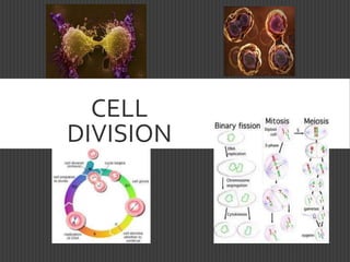 CELL
DIVISION
 