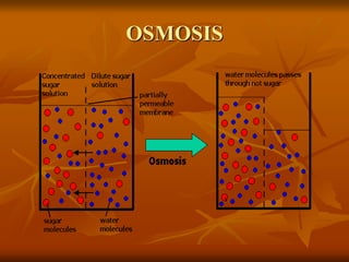 OSMOSIS
 