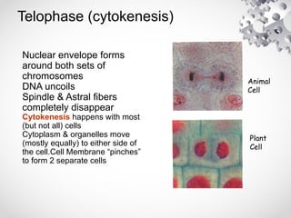 Telophase (cytokenesis)
Nuclear envelope forms
around both sets of
chromosomes
DNA uncoils
Spindle & Astral fibers
completely disappear
Cytokenesis happens with most
(but not all) cells
Cytoplasm & organelles move
(mostly equally) to either side of
the cell.Cell Membrane “pinches”
to form 2 separate cells
Animal
Cell
Plant
Cell
 