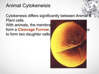 Animal Cytokeneisis
Cytokenesis differs significantly between Animal &
Plant cells.
With animals, the membranes pinch together to
form a Cleavage Furrow, which eventually fuses
to form two daughter cells
 