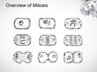 Overview of Mitosis
 