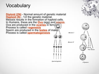 Vocabulary
Diploid (2N) - Normal amount of genetic material
Haploid (N) - 1/2 the genetic material.
Meiosis results in the formation of haploid cells.
In Humans, these are the Ova (egg) and sperm.
Ova are produced in the ovaries in females
Process is called oogenesis
Sperm are produced in the testes of males.
Process is called spermatogenesis
 