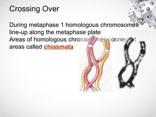 Crossing Over
During metaphase 1 homologous chromosomes
line-up along the metaphase plate
Areas of homologous chromosomes connect at
areas called chiasmata
 