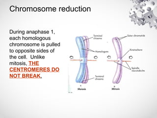 Chromosome reduction
During anaphase 1,
each homologous
chromosome is pulled
to opposite sides of
the cell. Unlike
mitosis, THE
CENTROMERES DO
NOT BREAK.
 