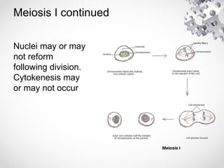 Meiosis I continued
Nuclei may or may
not reform
following division.
Cytokenesis may
or may not occur
 