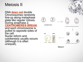 Meiosis II
DNA does not double
Chromosomes randomly
line-up along metaphase
plate like regular mitosis.
During anaphase 2,
CENTROMERES BREAK
and each chromosome is
pulled to opposite sides of
the cell.
Nuclei reform and
cytokenesis usually occurs
(although it is often
unequal).
 