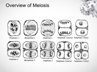Overview of Meiosis
 