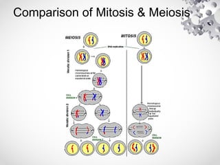 Comparison of Mitosis & Meiosis
 