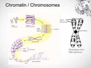Chromatin / Chromosomes
 