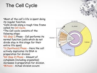 The Cell Cycle
•Most of the cell's life is spent doing
its regular function.
•Cells divide along a rough time frame
called its Cell Cycle.
•The Cell cycle consists of the
folowing steps:
•G1 (Gap 1) Phase - Cell performs its
normal function (cells which do not
divide stay in this stage for their
entire life span)
•S (Synthesis) Phase - Here the cell
actively duplicates its DNA in
preparation for division
•G2 (Gap 2) Phase - Amount of
cytoplasm (including organelles)
increases in preparation for division.
•Mitosis - Actual division occurs
 