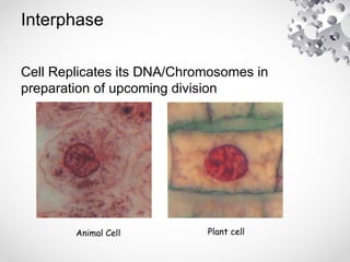 Interphase
Cell Replicates its DNA/Chromosomes in
preparation of upcoming division
Animal Cell Plant cell
 