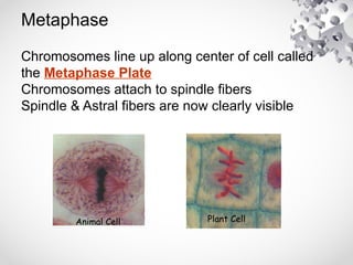 Metaphase
Chromosomes line up along center of cell called
the Metaphase Plate
Chromosomes attach to spindle fibers
Spindle & Astral fibers are now clearly visible
Animal Cell Plant Cell
 