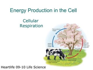 Energy Production in the Cell Heartlife 09-10 Life Science Cellular  Respiration 