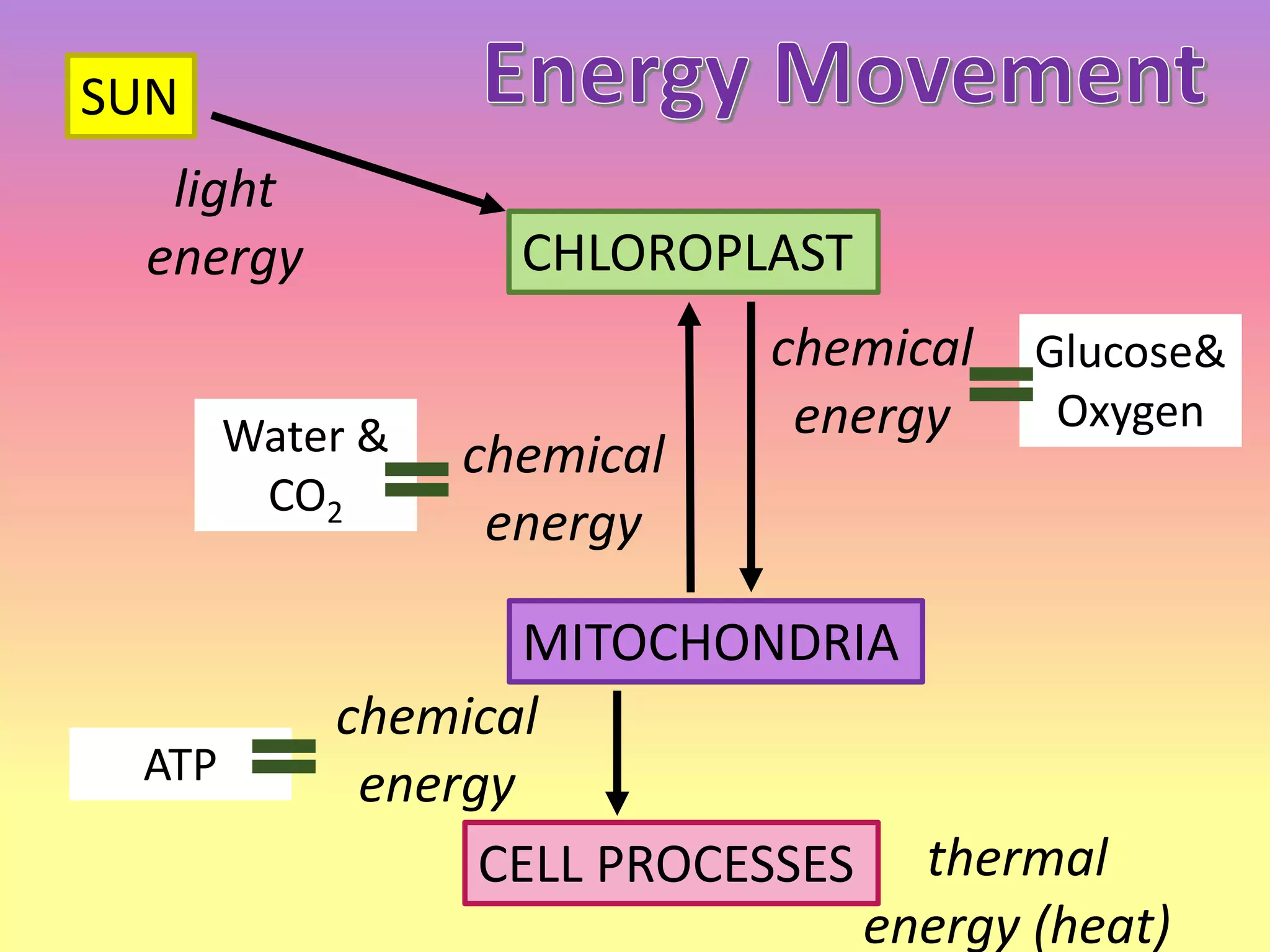 SUN
light
energy CHLOROPLAST
chemical
energy
Glucose&
Oxygen
MITOCHONDRIA
chemical
energy
Water &
CO2
CELL PROCESSES thermal
energy (heat)
ATP
chemical
energy
 