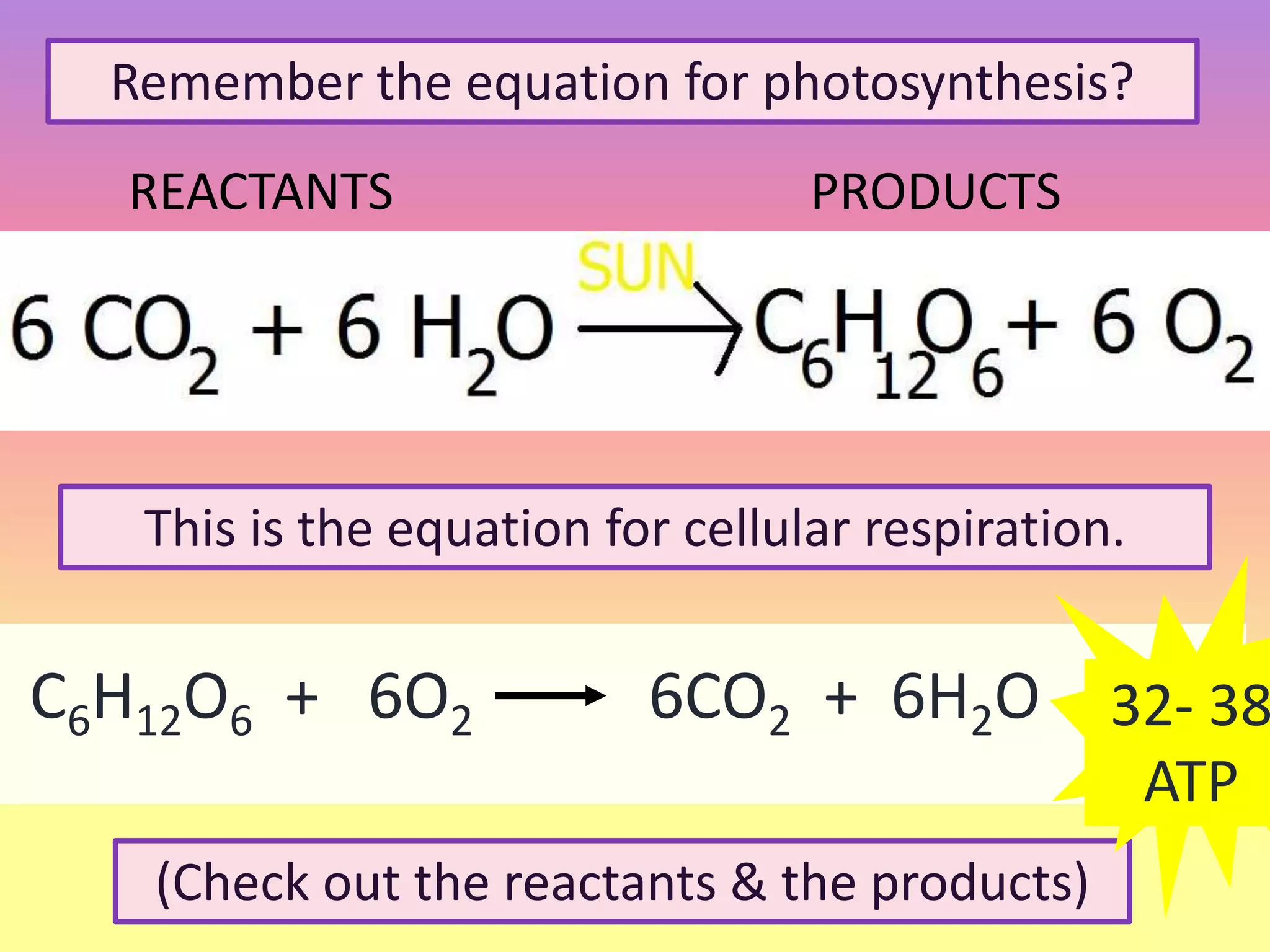 Remember the equation for photosynthesis?
(Check out the reactants & the products)
REACTANTS PRODUCTS
C6H12O6 + 6O2 6CO2 + 6H2O
This is the equation for cellular respiration.
32- 38
ATP
 