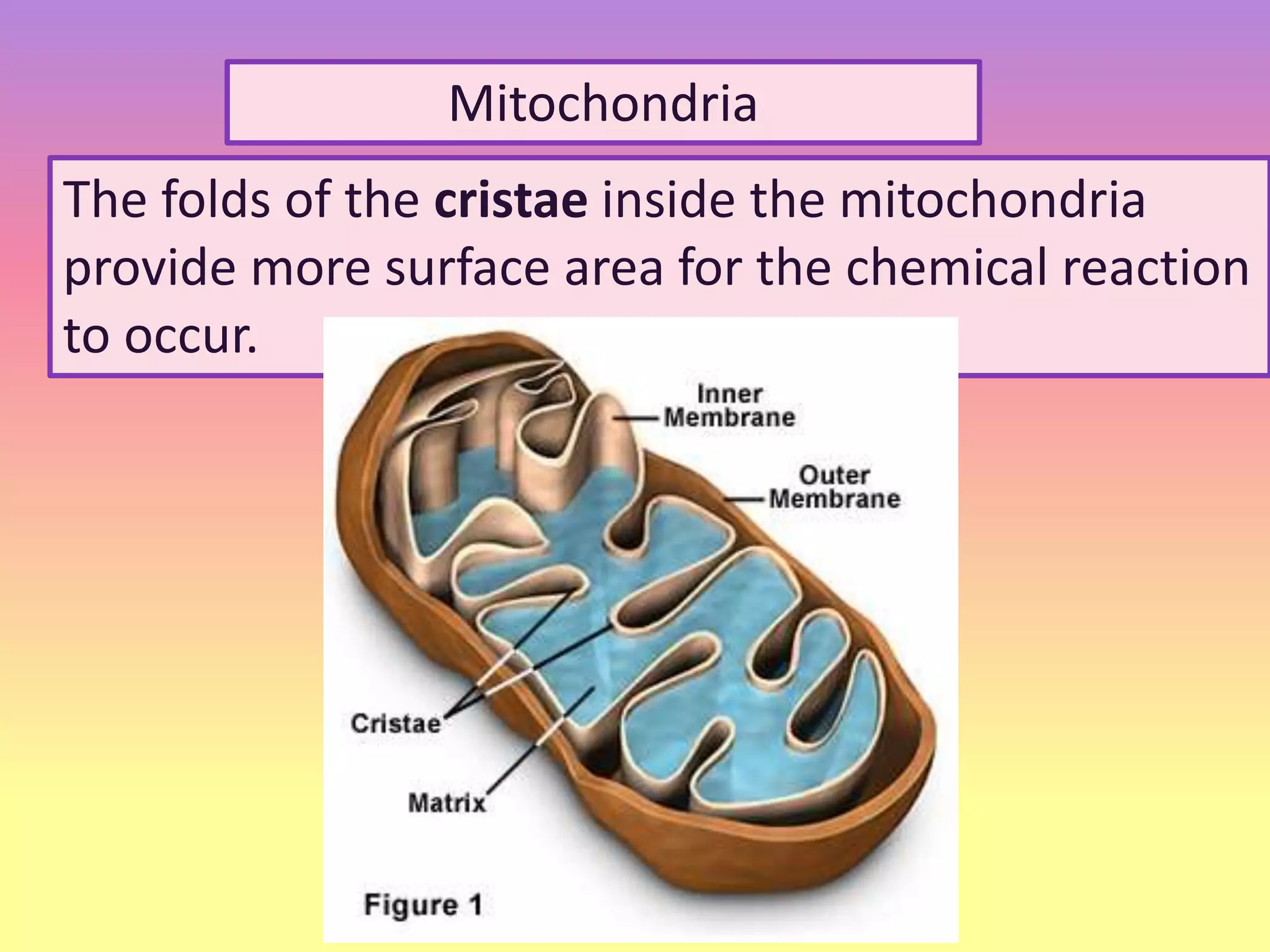 Mitochondria
The folds of the cristae inside the mitochondria
provide more surface area for the chemical reaction
to occur.
 