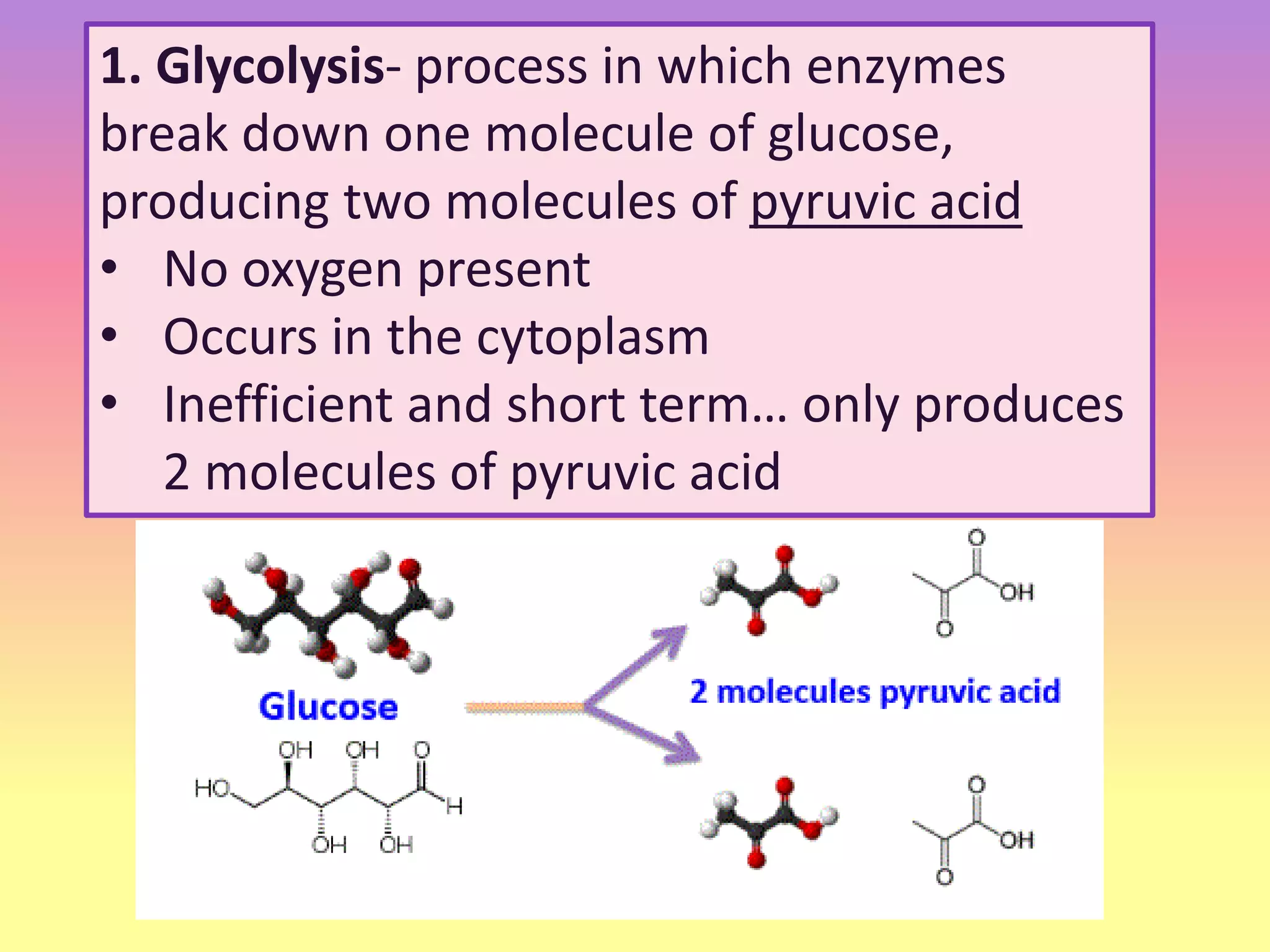 1. Glycolysis- process in which enzymes
break down one molecule of glucose,
producing two molecules of pyruvic acid
• No oxygen present
• Occurs in the cytoplasm
• Inefficient and short term… only produces
2 molecules of pyruvic acid
 