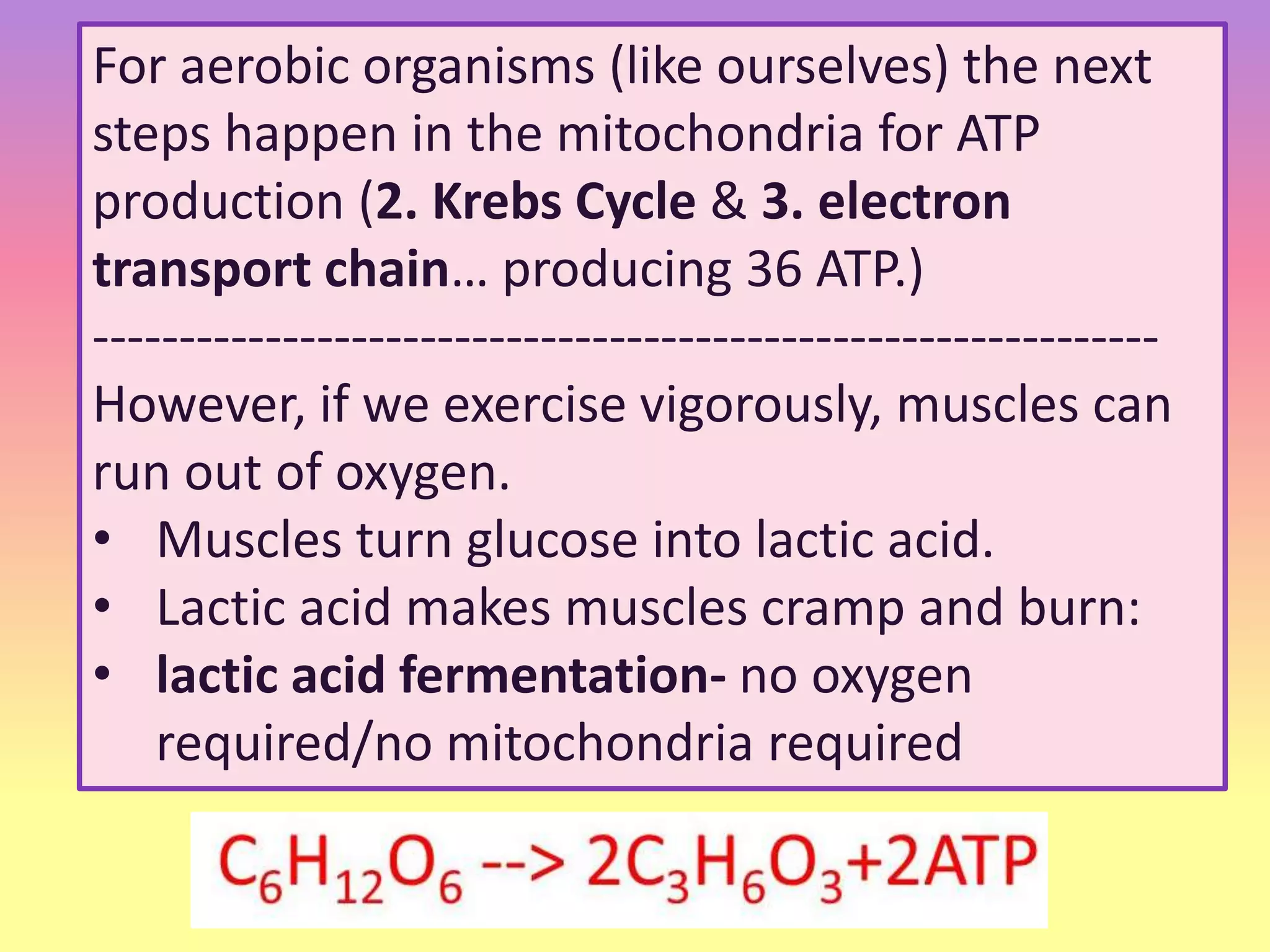 For aerobic organisms (like ourselves) the next
steps happen in the mitochondria for ATP
production (2. Krebs Cycle & 3. electron
transport chain… producing 36 ATP.)
--------------------------------------------------------------
However, if we exercise vigorously, muscles can
run out of oxygen.
• Muscles turn glucose into lactic acid.
• Lactic acid makes muscles cramp and burn:
• lactic acid fermentation- no oxygen
required/no mitochondria required
 