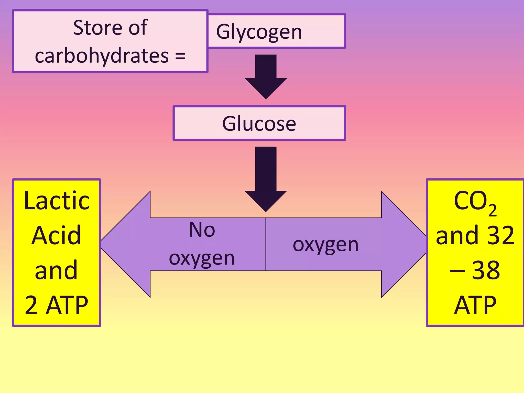Glycogen
Glucose
No
oxygen
oxygen
Store of
carbohydrates =
Lactic
Acid
and
2 ATP
CO2
and 32
– 38
ATP
 