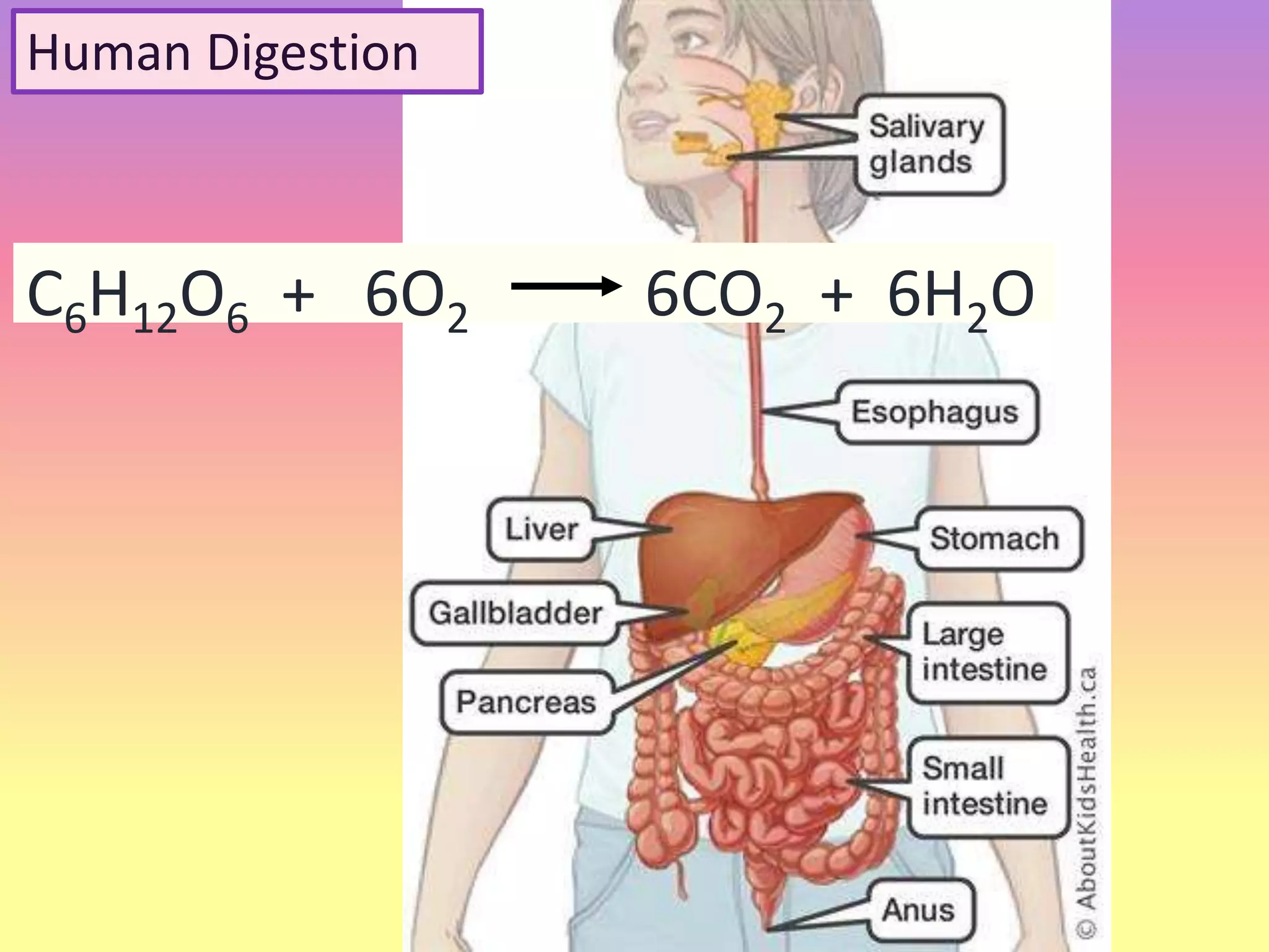Human Digestion
C6H12O6 + 6O2 6CO2 + 6H2O
 