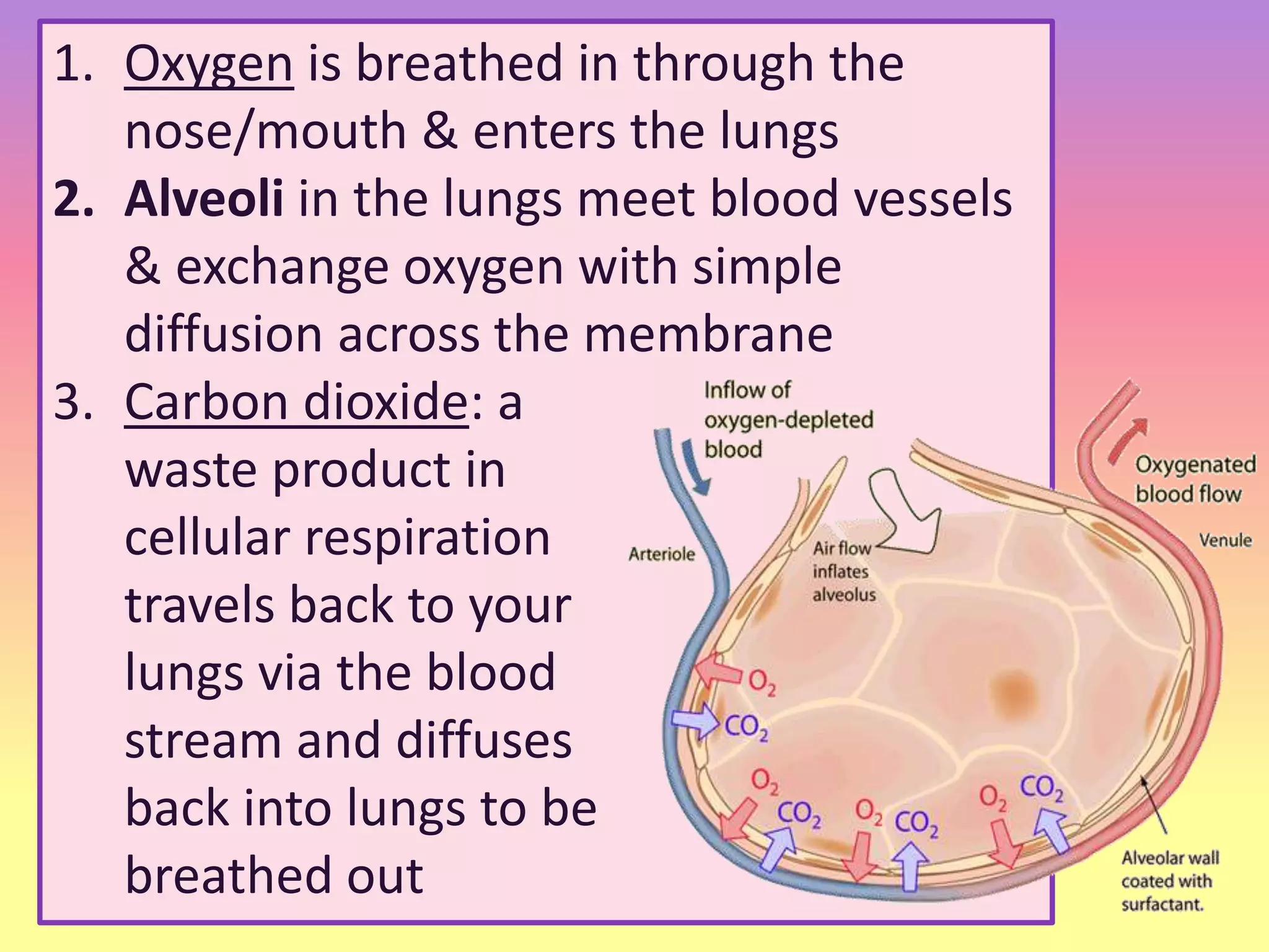 1. Oxygen is breathed in through the
nose/mouth & enters the lungs
2. Alveoli in the lungs meet blood vessels
& exchange oxygen with simple
diffusion across the membrane
3. Carbon dioxide: a
waste product in
cellular respiration
travels back to your
lungs via the blood
stream and diffuses
back into lungs to be
breathed out
 