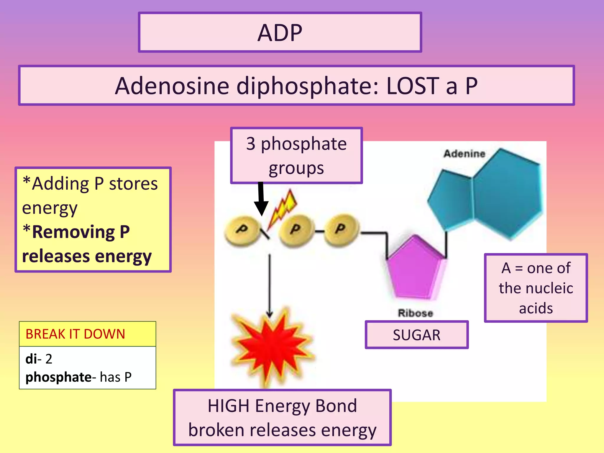 ADP
Adenosine diphosphate: LOST a P
BREAK IT DOWN
di- 2
phosphate- has P
SUGAR
3 phosphate
groups
A = one of
the nucleic
acids
HIGH Energy Bond
broken releases energy
*Adding P stores
energy
*Removing P
releases energy
 