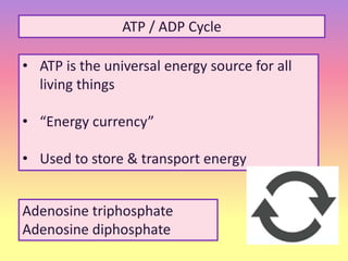 Cell energy 2 cellular respiration | PPTX