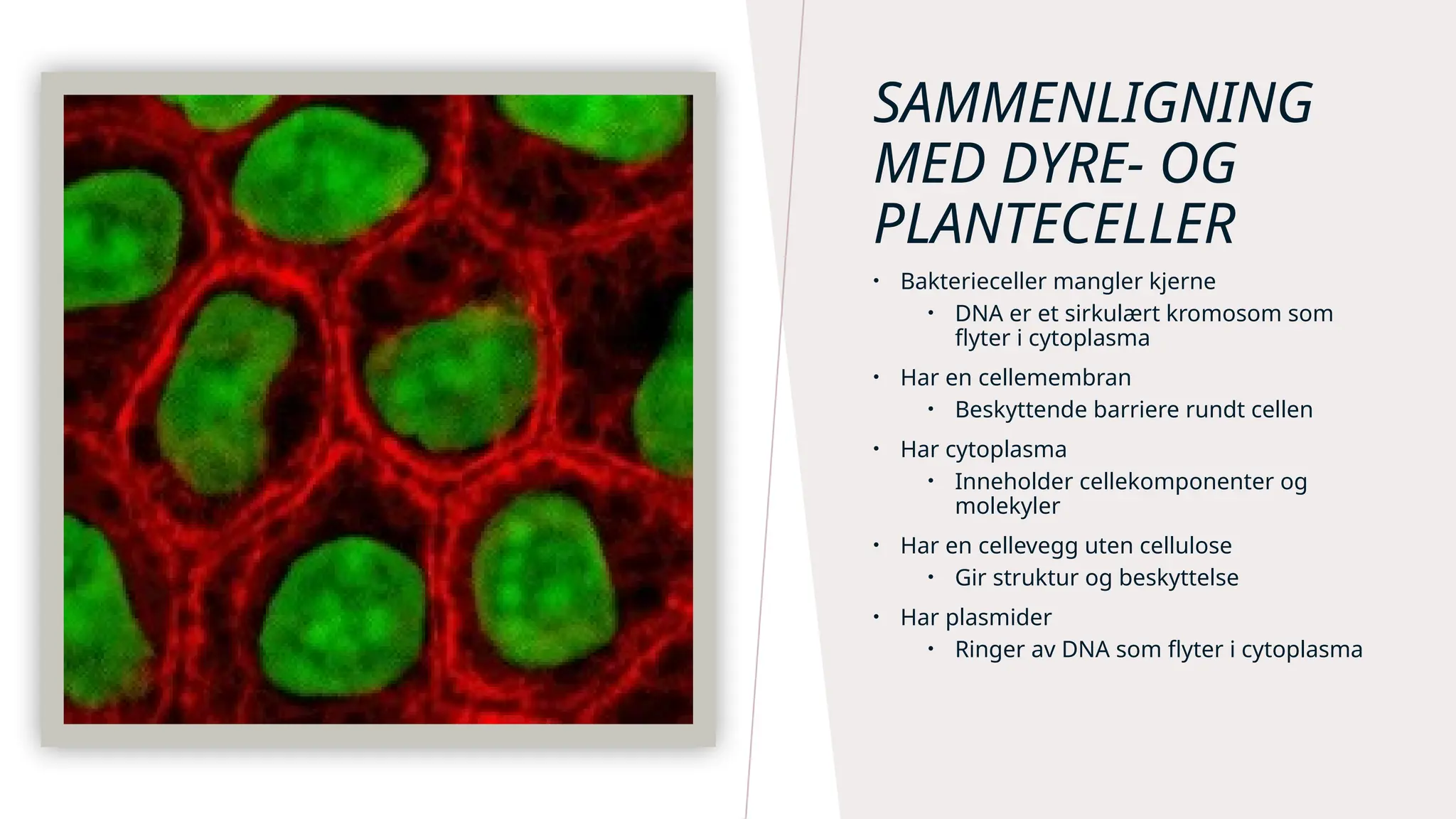 Presentasjon av kroppens byggesteiner cellene | PPTX, image size:2048x1152