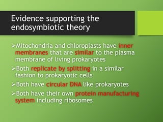 Evidence supporting the
endosymbiotic theory
Mitochondria and chloroplasts have inner
membranes that are similar to the plasma
membrane of living prokaryotes
Both replicate by splitting in a similar
fashion to prokaryotic cells
Both have circular DNA like prokaryotes
Both have their own protein manufacturing
system including ribosomes
 