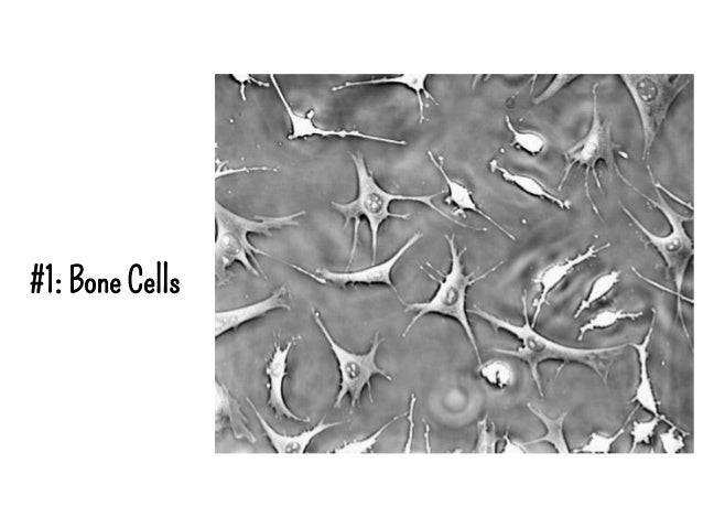 Plant And Animal Cell Examples