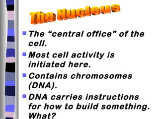  The   “central office” of the
  cell.
 Most cell activity is
  initiated here.
 Contains chromosomes
  (DNA).
 DNA carries instructions
  for how to build something.
  What?
 